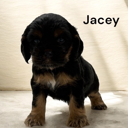 puppy, for, sale, Cocker Spaniel, Joe & Cherri  Overlease, dog, breeder, Miller, MO, dog-breeder, puppy-for-sale, forsale, nearby, find, puppyfind, locator, puppylocator, aca